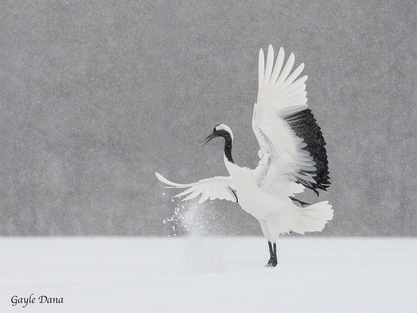 Flicking snow